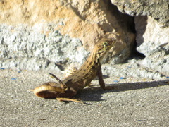 Leiocephalus carinatus