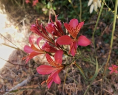 Alstroemeria ligtu ligtu