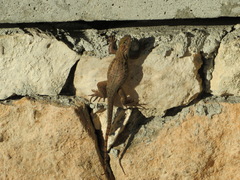 Leiocephalus carinatus