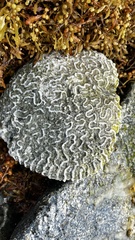 Colpophyllia natans