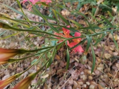 Alstroemeria ligtu ligtu