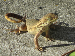 Leiocephalus carinatus