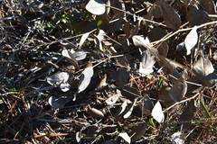 Baptisia simplicifolia