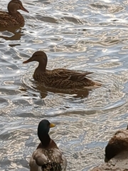 Anas platyrhynchos