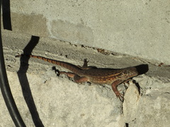 Leiocephalus carinatus