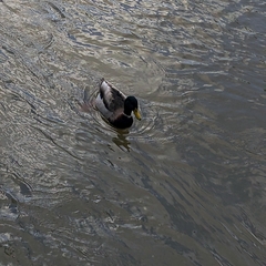 Anas platyrhynchos