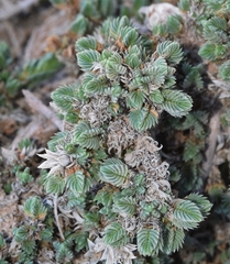 Crucianella maritima