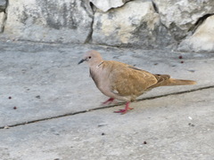 Streptopelia decaocto