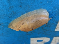 Drusia valenciennii