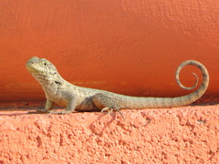 Leiocephalus carinatus