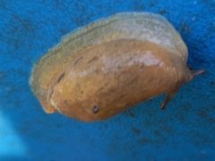 Drusia valenciennii