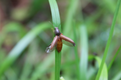 Athous haemorrhoidalis