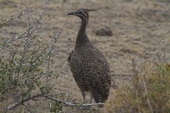 Eudromia elegans