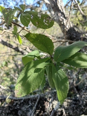 Montanoa frutescens