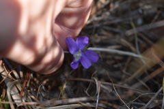 Viola septemloba
