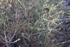 Ceanothus microphyllus