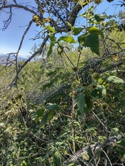 Montanoa frutescens