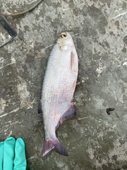 Hiodon alosoides