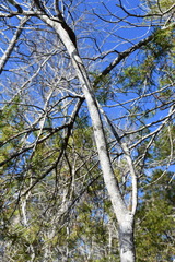 Chamaecyparis thyoides