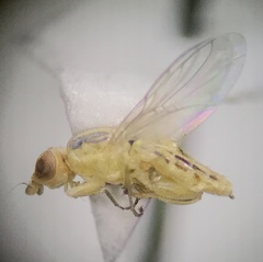 Meromyza