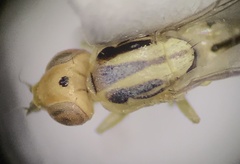 Meromyza