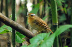 Conopophaga lineata