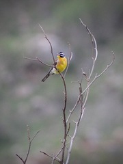 Emberiza flaviventris