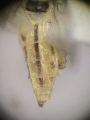 Meromyza