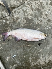 Hiodon alosoides