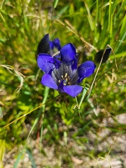 Gentiana calycosa