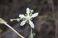 Loasa illapelina