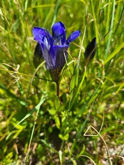 Gentiana calycosa