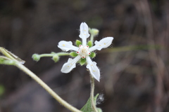 Loasa illapelina