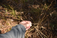 Rhynchospora chalarocephala