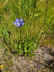 Gentiana calycosa