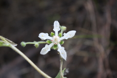 Loasa illapelina