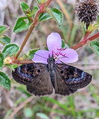 Chiomara basigutta