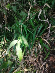 Oplismenus compositus