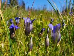 Gentiana calycosa