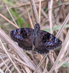 Chiomara basigutta