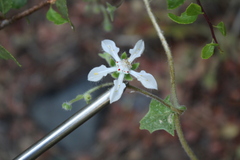 Loasa illapelina