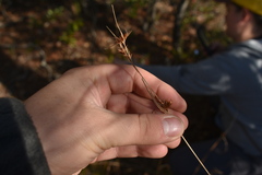 Rhynchospora chalarocephala