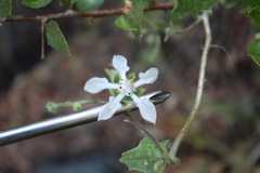 Loasa illapelina