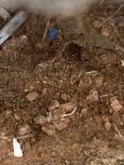 Solenopsis saevissima