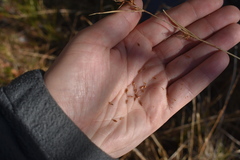 Rhynchospora chalarocephala