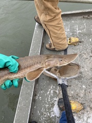 Scaphirhynchus platorynchus