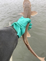 Scaphirhynchus platorynchus