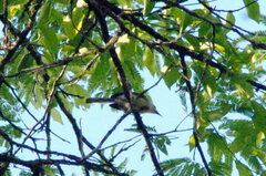Polioptila lactea