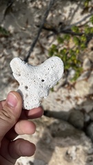 Porites porites