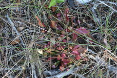 Sarracenia psittacina